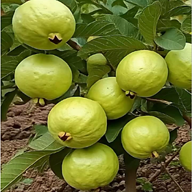 Hạt giống cây ổi nữ hoàng giống lùn siêu trái - Bịch 10 hạt - Mã số 2000