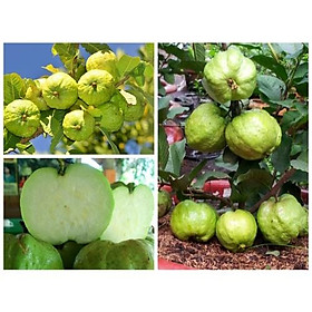 CÂY GIỐNG ỔI NỮ HOÀNG SIÊU NGON SIÊU QUẢ- CAM KÊT GIỐNG CHUẨN F1