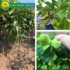 Mua Cây Chay Choai cao 1 2m- 1 4m vài tháng cho quả năng suất cao