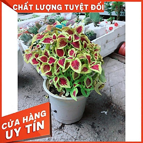 Cây Lá Gấm Đỏ Viền Vàng