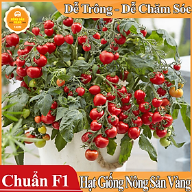 Mua Hạt giống Cà Chua Bi Đỏ Lùn ( Gói 20 Hạt ) - Nông Sản Vàng