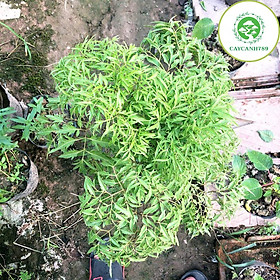 Cây đinh lăng trưởng thành cao 50-60cm