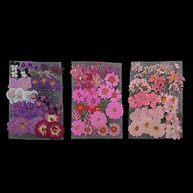 Natural Dried Flowers Combination DIY Pressed Herbarium Flower Decorative for Resin Jewelry Crafts Nail Stickers Purple + Pink  + Rose Red