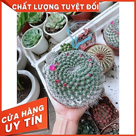 Xương rồng bánh sinh nhật có hoa Nhiều Người Mua