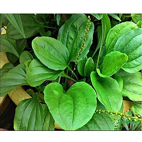 Hạt giống rau mã đề PN 279