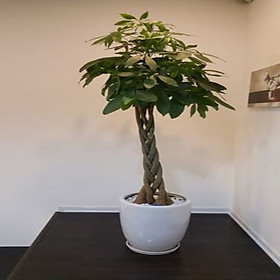 Cây Kim Ngân Chậu Sứ Tặng Kèm Sỏi Trang Trí - Cây Nội Thất - Cây Văn Phòng
