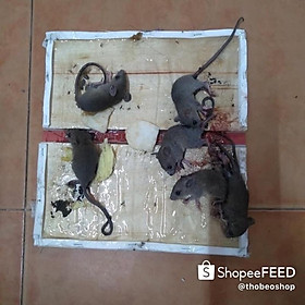 Mua Bẫy keo dính chuột Quang Thiều