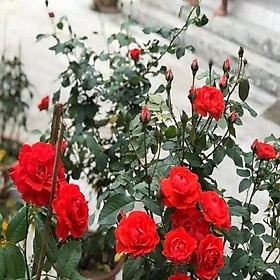 Mua CHẬU HOA HỒNG TỐ NỮ, CÂY ĐANG NỤ