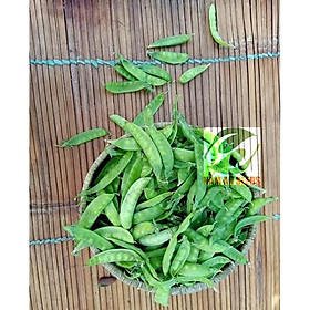 15gr Hạt giống Đậu Hà Lan Oregon ăn trái cao sản