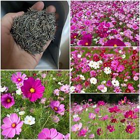 Mua 100Gram Hạt giống hoa sao nhái Mix nhiều màu (Hồng  Cam  Đỏ  Vàng  Trắng) hoa nở to siêu đẹp