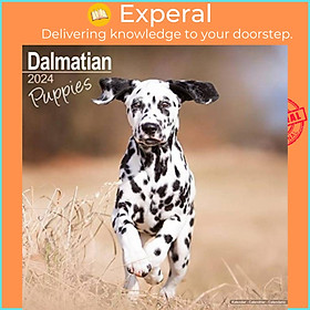 Sách - Dalmatian Puppies Calendar 2024  Square Dog Puppy Breed Wall Calendar - 16 Month by  (UK edition, paperback)