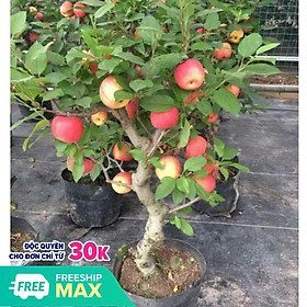 Mua Cây giống táo đỏ lùn nhập khẩu nguyên bầu cam kết chất lượng tặng 2 cây quế giống