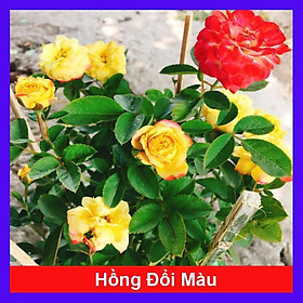 Mua Hồng đổi màu ( Hồng 3 màu ) - cây cảnh để bàn + tặng phân bón cho cây