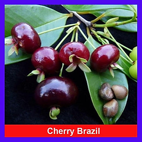 Mua Cây Cherry Brazil - cây ăn quả + tặng phân bón cho cây