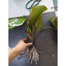 Cây giống hoa súng Mỹ - cây to , đẹp, khỏe, có đủ 10 màu cho khách chọn