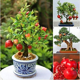 Hạt giống lựu đỏ lùn - lựu bonsai ( Gói 10 hạt - tặng gói kích thích hạt nảy mầm )