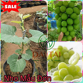 Mua Cây Nho Giống Mẫu Đơn Shine Muscat. ( Nho Sữa  )