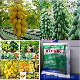 Combo 3 gói hạt giống đu đủ -tặng kèm gói phân bón lót