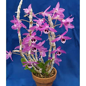 Mua Hoa lan - trầm tím lào( cây cao 25cm to khỏe  bộ rễ đẹp)