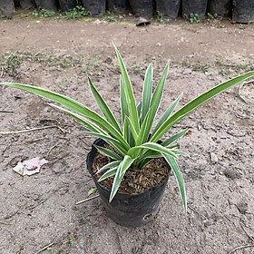 Cây lan bạch chỉ, cây dây nhện cao 15cm, 981SP