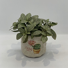 Chậu Sứ - 7x7x7 Cm - Mầu Be Nhạt – Dáng Trụ - Chậu Gốm Bát Tràng Trồng Cây Mini Để Bàn, Sen Đá, Xương Rồng, Cây Cẩm Nhung (Fittonia, May Mắn) & Tiểu Cảnh Terrarium