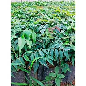 Mua CÂY GIỐNG LIM XANH ( CHUẨN CÂY F1)