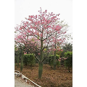 Cây giống hoa MỸ NHÂN