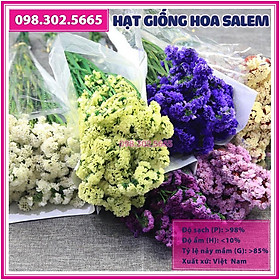 Hạt giống hoa salem mix nhiều màu - 100 hạt - hoa nở đồng đều