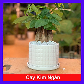 Cây Kim Ngân để bàn