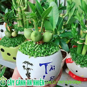 Mua Chậu Cây May Mắn Tài Lộc