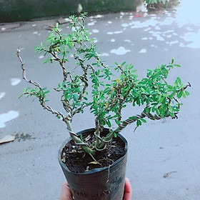 Cây Linh Sam Bonsai