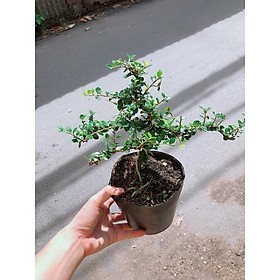 Cây Sam Núi Sam Trái Bonsai