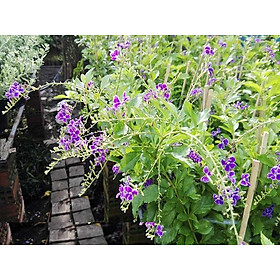 Mua (sản phẩn hot) CÂY CHUỖI NGỌC HOA TÍM - CÂY BẦU LỚN - HOA ĐẸP MÀU TÍM SIÊU ĐẸP