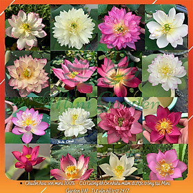 Mua Củ Sen Mini Xổ Số Giá Rẻ