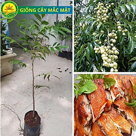 Cây giống mắc mật, lá làm gia vị nướng thịt, cây giống khỏe phù hợp với khí hậu các vùng miền