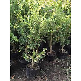 Mua CHẬU CÂY LINH SAM (CÂY SAM NÚI ) SIÊU BÔNG  CÂY GIÚP XUA ĐUỔI TÀ KHÍ TRONG NHÀ - NCCLSCB