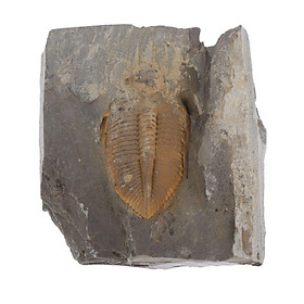 Trilobite Tail Fossil Ancient Fossil Teaching Specimen Sample Negative Plate