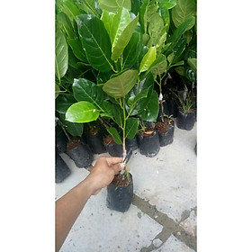 Mua Cây mít thái siêu sớm ( cây khỏe đẹp )
