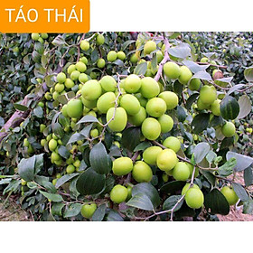 Mua GIỐNG CÂY TÁO THÁI XANH (sẵn hoa)