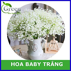 Mua Hạt Giống Hoa Baby Trắng