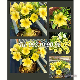 Cây hoa sứ 5 cánh tròn màu vàng Đài Loan - Cây chưa có hoa – Mã số 2085