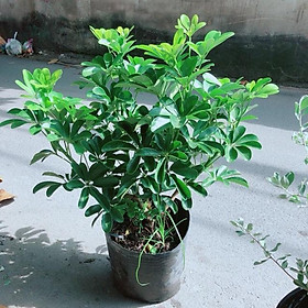 Mua Cây Ngũ Gia Bì Size Lớn