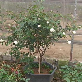 Cây Giống Cây giống hoa hồng bạch ho 30cm