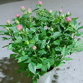 Mua Chậu Hoa Hồng Kèm Chậu Sứ ( Hồng)