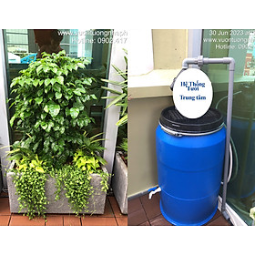 Chậu Đá Mài Cây Xanh Ban Công (Combo trọn gói) size lớn gồm Chậu, cây xanh, đất trồng và phân bón với thời gian bảo hành 2 tháng