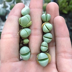 sen mông - lithops - giao ngẫu nhiên
