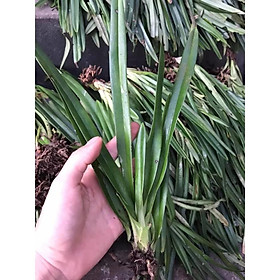 Mua cây địa lan bạch hạc hải âu