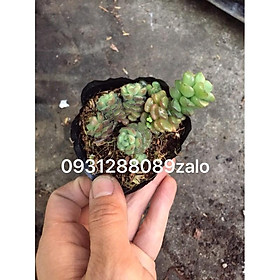 Cây sen đá sedum bèo, sedum hoa hồng pháp