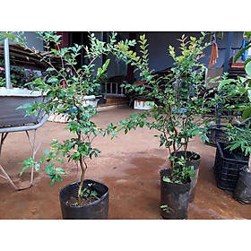 Mua Cây giống nho thân gỗ Tứ Quý Nam Mỹ cao hơn 1m.    Jabuticaba hay Jaboticaba   - FREESHIP EXTRA + HOÀN XU EXTRA  