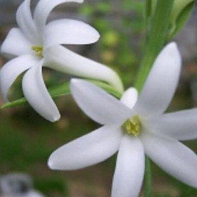 Mua củ hoa huệ ta màu trắng huệ cánh đơn thơm